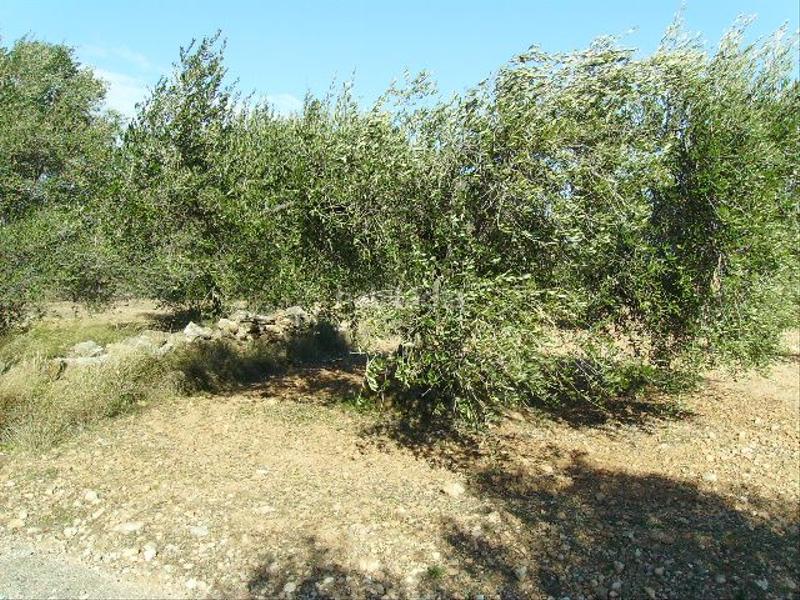 Foto e6dcb807-13df-4906-8150-c8e57790fccb. Rural plot in Vila-rodona