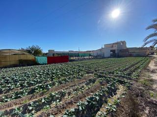 Mas à Orihuela Ciudad. Sol8vidal vende casa con  6.000 m2 de terreno  escorratel