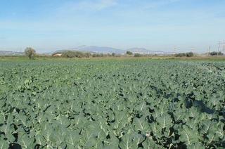 Masia a Catral. Se vende finca en producción con riego tradicional de 200 tahúll