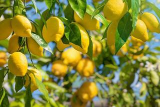 Finca rústica  Vereda san bartolome. Se vende finca de limoneros en san bartolomé orihuela  9.200 m d