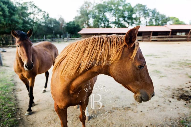 Foto fa99f1bd-93c0-4b64-9897-6c13b1b9b581. Masía en Cassà de la Selva