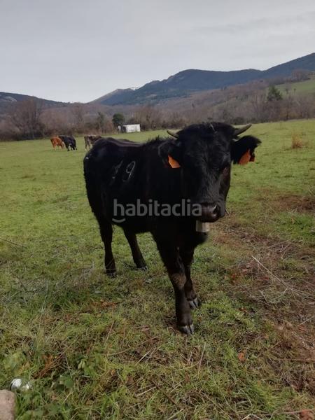 Foto 6c30ab44-4d98-4dd3-ad0d-48679b517321. Alquiler apartamento en Cercedilla