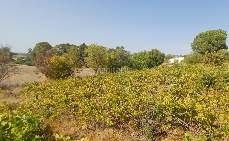 Foto cc3e3277-1975-4a8a-a1a1-d182a37dcff0. Masia a El Rocío - La Milagrosa Jerez de la Frontera