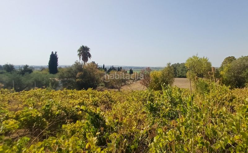 Foto f18a67b9-81c7-4ccf-a8f1-d1e4be44a6c6. Masia a El Rocío - La Milagrosa Jerez de la Frontera