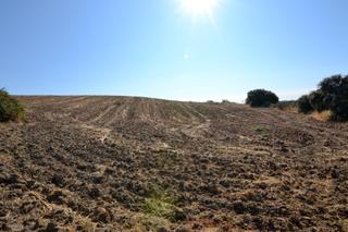 Rural plot in Camino sacedón