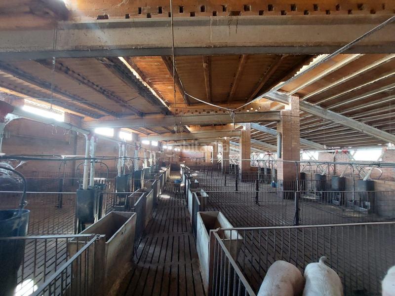 Foto 1255c4c5-9eea-4a65-86dd-9e65fe7c1f25. Fondo rustico in Benavent de Segrià