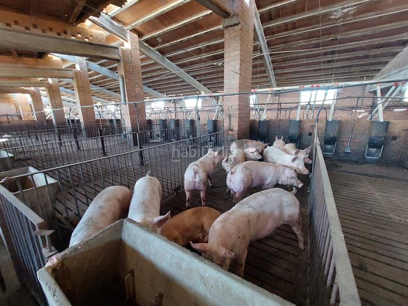 Foto e9c59d9f-e1dd-4bb7-b31c-65603f0cf1aa. Fondo rustico in Benavent de Segrià