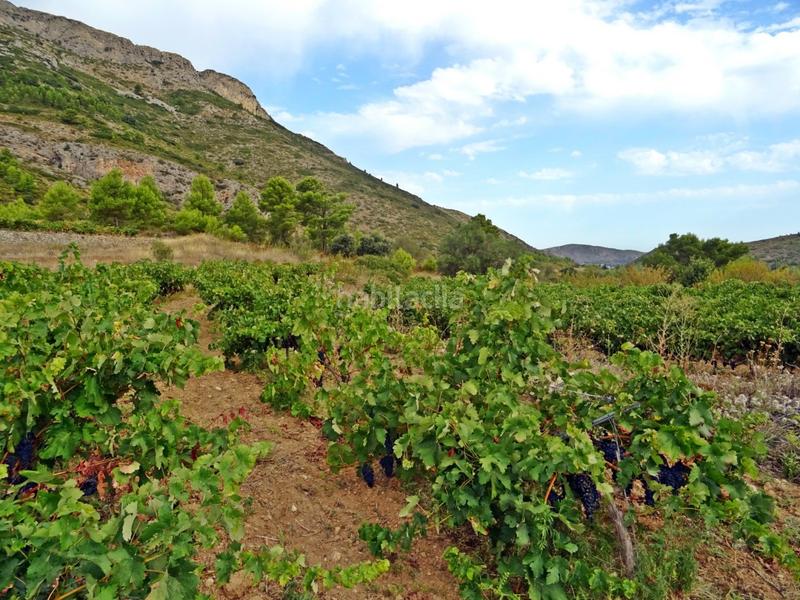 Foto 5adee88a-4dac-4712-a7ca-634ffe3af807. Business premise in Xaló