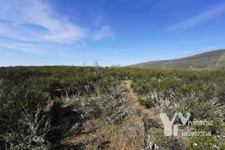 Finca rstica en Calle cortes 1. Venta lote de cuatro fincas rsticas en campillo de ranas, guada