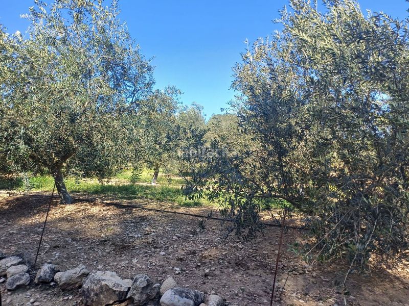 Foto 3de9eb5e-c1d6-4c8f-bb39-85cd1834e509. Finca rústica en vell de la galera en Vinallop Tortosa