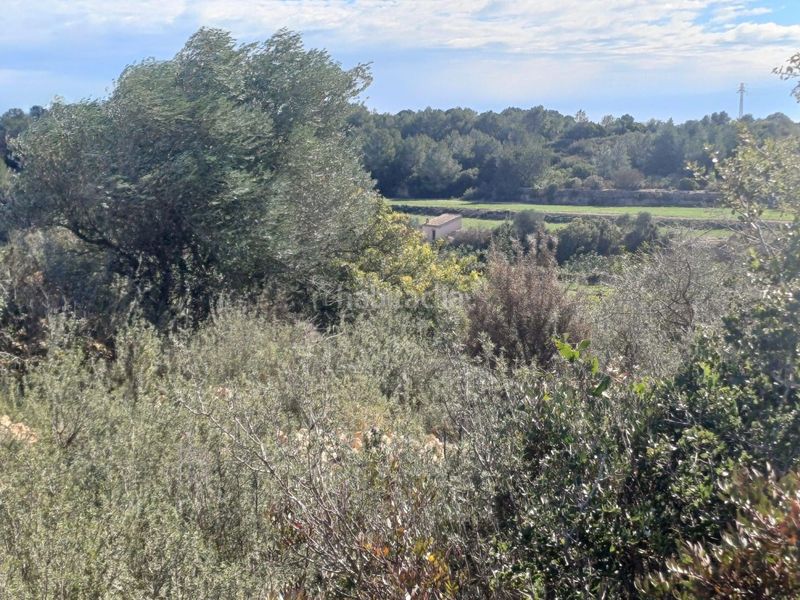 Foto 50b0e302-bb5d-400b-b1a5-4069718c9c49. Finca rústica en vell de la galera en Vinallop Tortosa