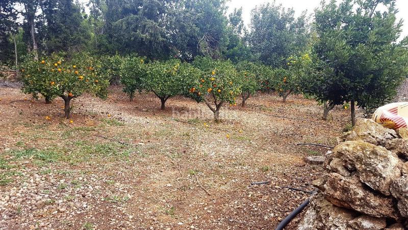 Foto 23e8595c-7aec-400a-86e7-c50e5ff330ec. Haus in terre roig 26 in Jesús - Els Reguers Tortosa