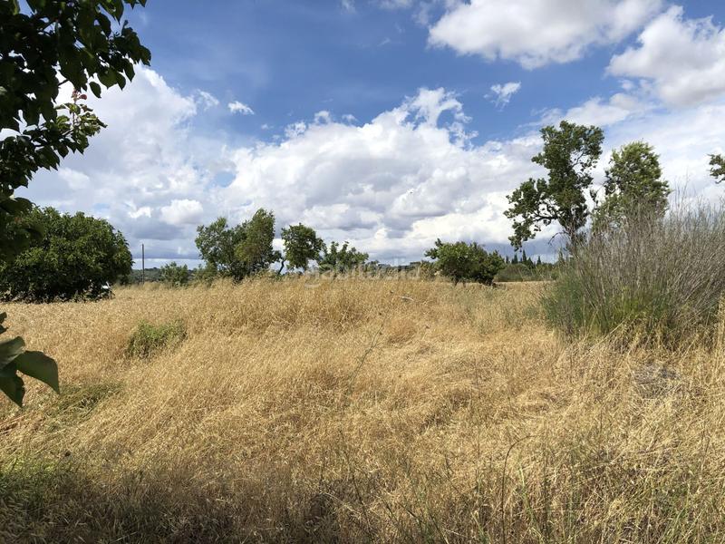 Foto 9875da08-04c4-4bbb-8a0c-074a2314d847. Finca rústica a Montuïri