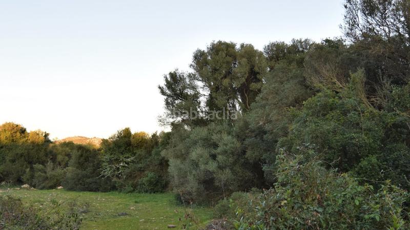 Foto 3c63f53c-2683-461b-a78e-1014909d7a21. Residential plot in Canyamel Capdepera