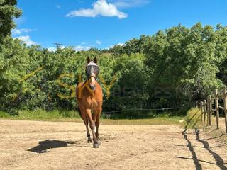 Casa en M-610 24. Espectacular finca de recreo para caballos a 30 minutos de madri