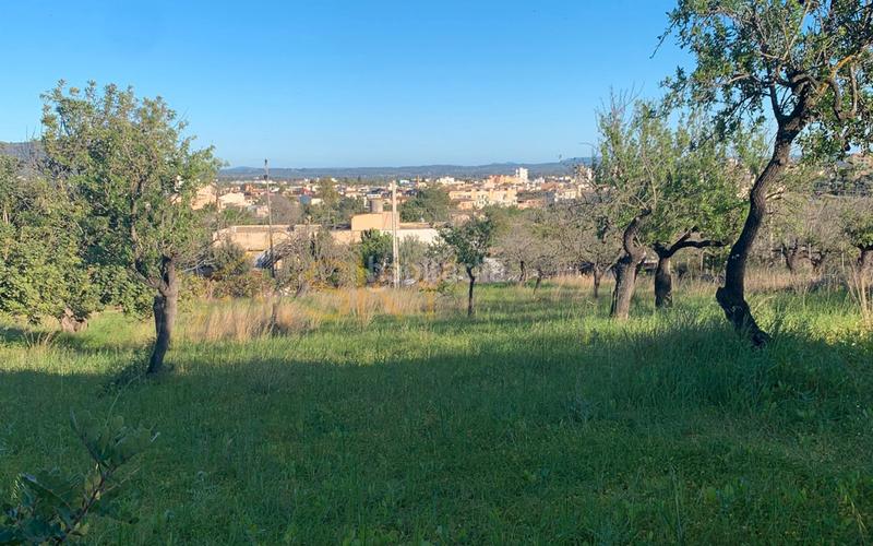 Foto 8099e39e-02c2-43e7-af9a-4c6214499a97. FInca rústica a Zona Periurbana Inca