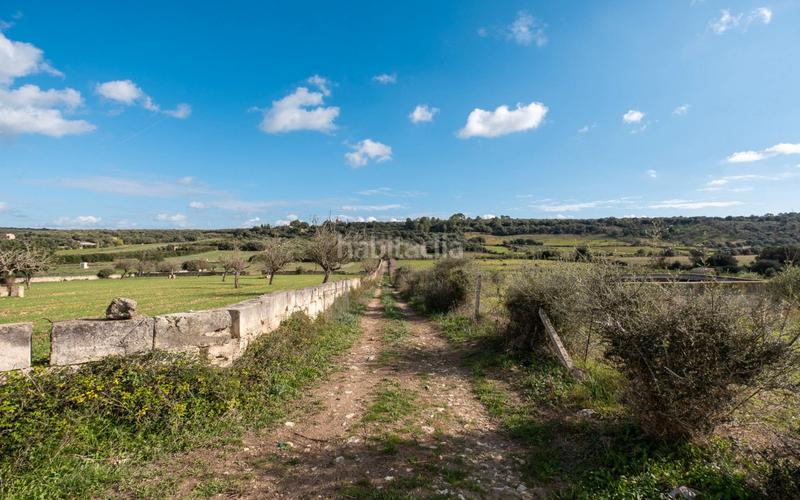 Foto 0bad6f38-0bbb-4031-b7e5-78131da6e923. Rural plot in Ariany