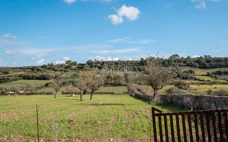 Foto 216076b3-1f36-4b49-bb6b-0619f771143e. Rural plot in Ariany