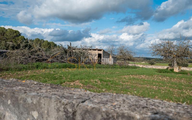 Foto 33a39f10-0e0a-43fb-a6e7-fa43daa53bde. Rural plot in Ariany