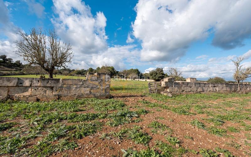 Foto 35ed09af-12b0-498e-935b-538a4058865a. Rural plot in Ariany