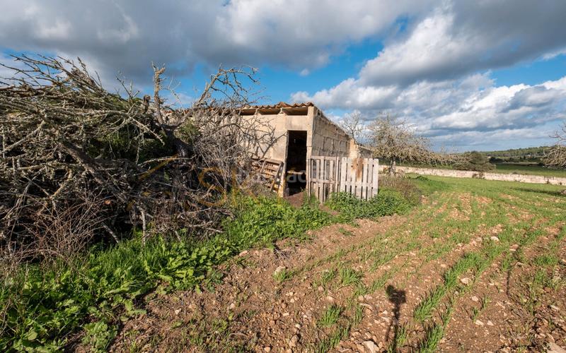 Foto 46b4a649-4e9b-4c99-a2dd-13ebcd907e04. Rural plot in Ariany