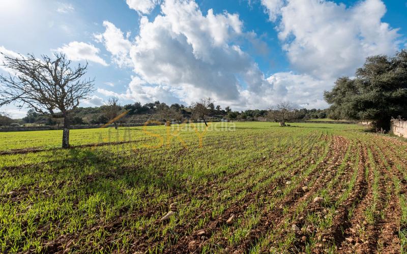 Foto 486dc2a7-3c4a-4764-8f7b-f80302c4546b. Rural plot in Ariany