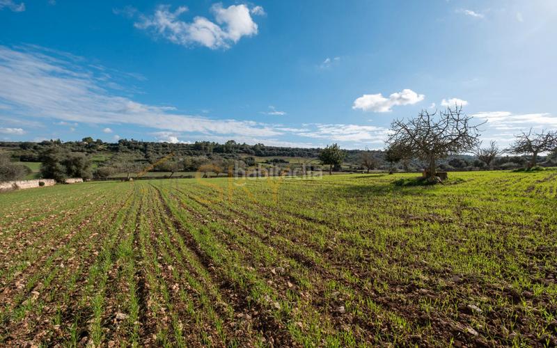 Foto a35e45a7-c9b3-4618-90fc-052a36d4a5aa. Rural plot in Ariany