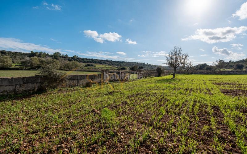 Foto b9d4e6d5-a90f-4c3f-842e-7826b2eccafd. Rural plot in Ariany