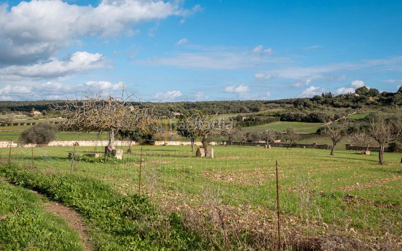 Foto c83bff99-55f1-4a4f-ac15-68043f857f01. Rural plot in Ariany