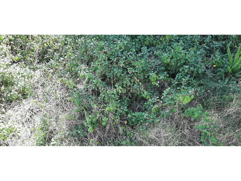 Foto bd9659c0-4fcf-4066-a3b1-d36fc59966b0. Finca rústica a calle goya 28 a Mas Trader-Corral d´En Tort-Corral d´En Cona Cubelles