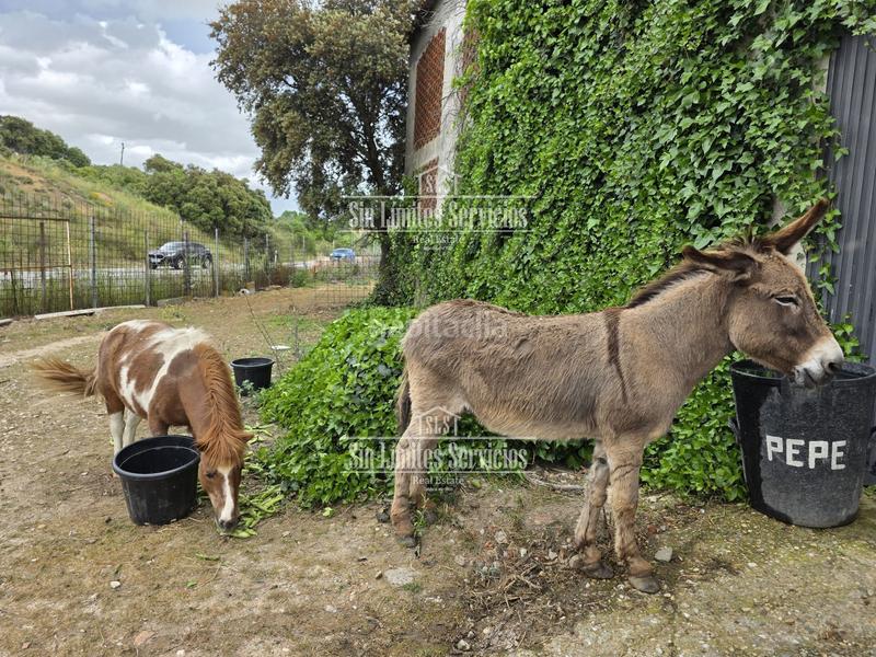Foto cfdcb6ec-7bd9-417f-ab12-e0bcda54098a. Fondo rustico in cl diseminado 641 in Batres