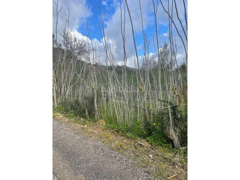 Foto 7e364073-075f-4184-aa72-dc065e717a7e. Terreno residencial solar rustico en Andratx Andratx