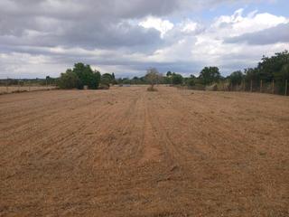 Rural plot in Algaida. Terreno agrario en venta