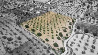 Terreny residencial  Polígono 24. Terreno en la romana, alicante