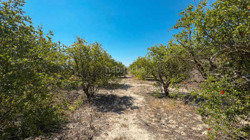 Foto 3031ad18-f274-4f6a-b3eb-6b30ee6aebd2. Finca rústica terreno en Crevillente