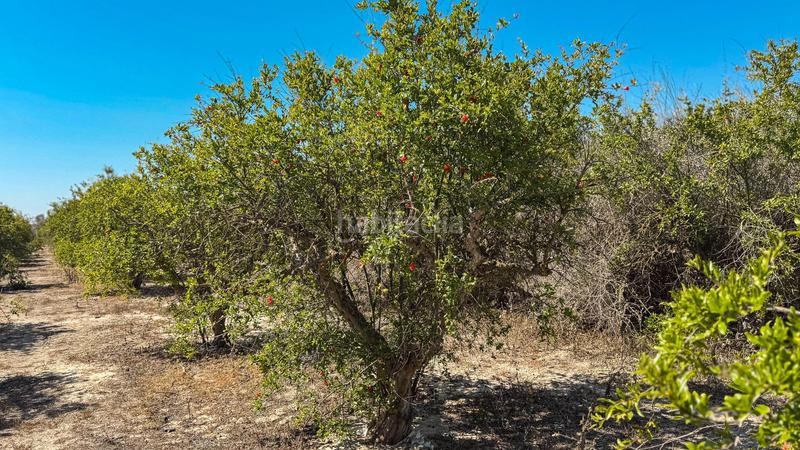 Foto 34a38fab-e0d2-47a0-bebf-e2dd4459aeb3. Finca rústica terreno en Crevillente