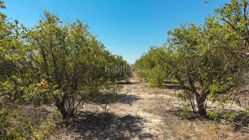 Foto 9710614b-6a26-4355-a30a-cc725d8891f5. Finca rústica terreno en Crevillente