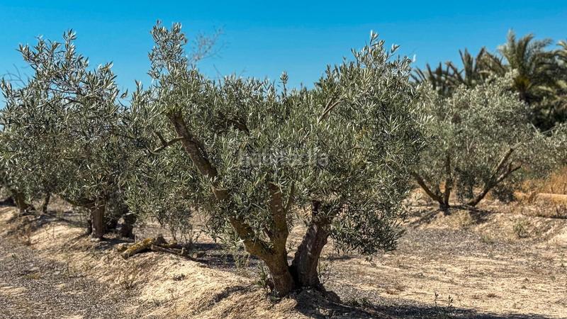 Foto a1208b09-89a1-4e66-913e-0d3514bc36bd. Finca rústica terreno en Crevillente