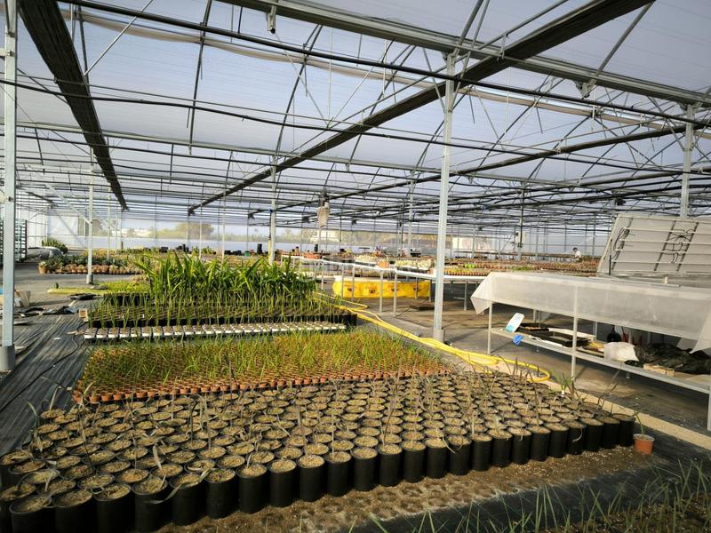 Foto 1046864a-8aae-4e59-9bed-e20c19da253b. Finca rústica a Las Bayas Elche / Elx