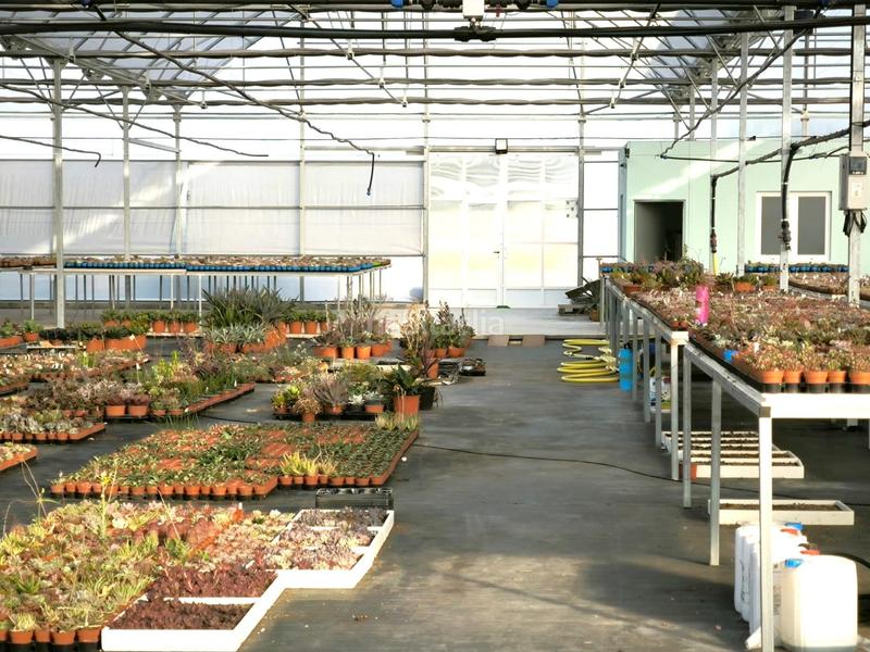 Foto 5f2d9274-769a-4556-8118-f4c6702034a4. Finca rústica a Las Bayas Elche / Elx