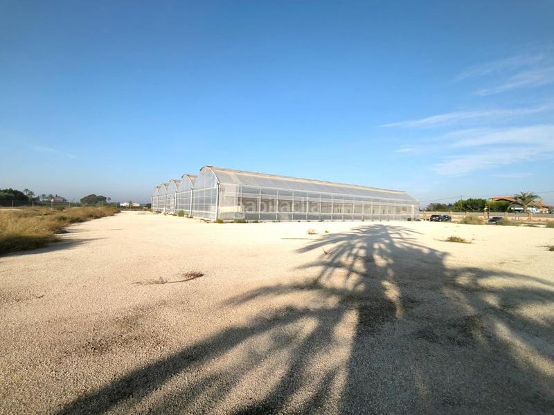 Foto 70985845-e1c8-4575-b15e-41fd304332d8. Finca rústica a Las Bayas Elche / Elx