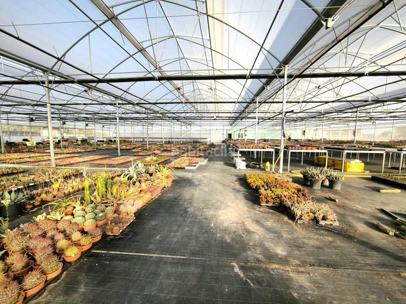 Foto 769afd17-18f8-4e98-ae9d-8b55db3b0ac8. Finca rústica a Las Bayas Elche / Elx