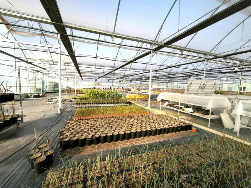 Foto 947bb0e5-6bd8-4766-bec9-a19b6bb2c65d. Finca rústica a Las Bayas Elche / Elx