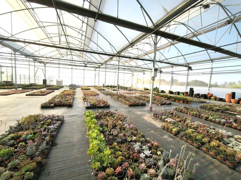 Foto c3338a0f-41eb-493f-af27-92c7a2b41e69. Finca rústica a Las Bayas Elche / Elx