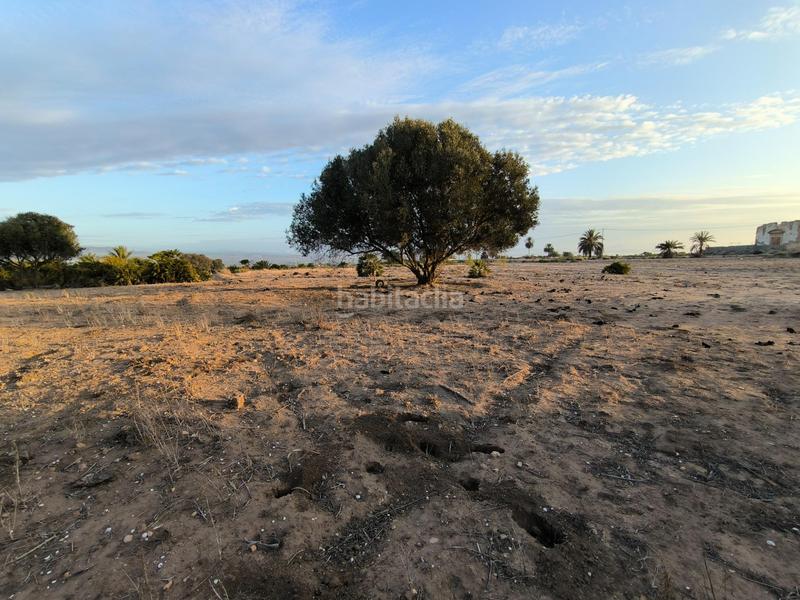 Foto ba382c4a-b774-4238-ac55-b51151802d71. Fondo rustico in La Marina Elche / Elx