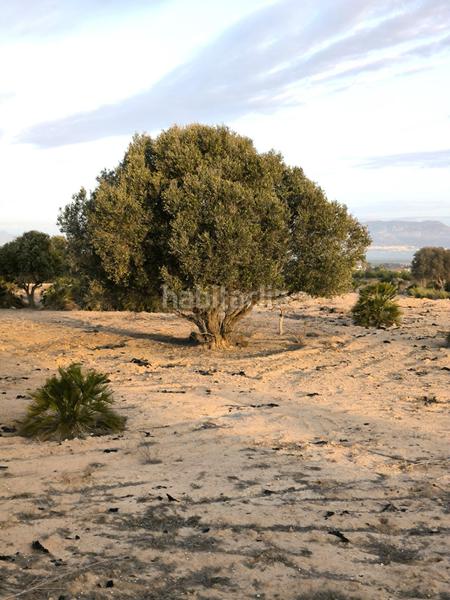 Foto cdc08306-c60b-4469-8736-cf9a08a4faaa. Fondo rustico in La Marina Elche / Elx