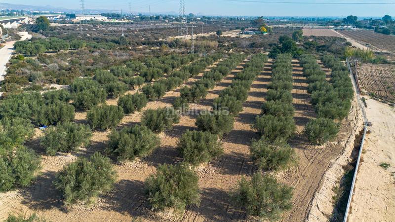 Foto 165e07a9-d680-4194-9d7f-fa2f99298ebf. Finca rústica en polígono parcela 66-65 16 olivares en Crevillente