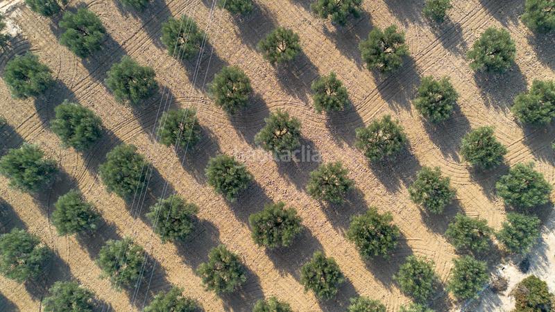 Foto 1742168b-0fda-4be6-8955-1b15a34ddcf4. Finca rústica en polígono parcela 66-65 16 olivares en Crevillente