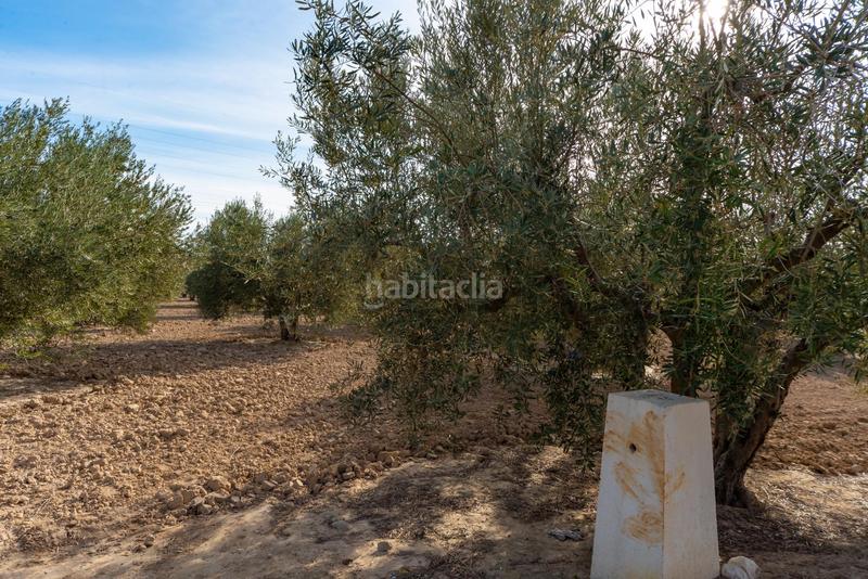 Foto 3c012943-75d6-46d8-abac-766d6d404b57. Finca rústica en polígono parcela 66-65 16 olivares en Crevillente