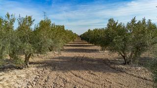 Finca rústica en Polígono parcela 66-65 16. Olivares en crevillente